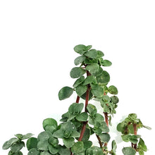 Load image into Gallery viewer, Pilea, 4in, Aquamarine