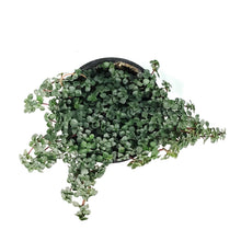 Load image into Gallery viewer, Pilea, 4in, Aquamarine