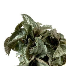 Load image into Gallery viewer, Pilea, 4in, Ellen - Floral Acres Greenhouse & Garden Centre