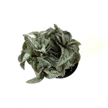 Load image into Gallery viewer, Pilea, 4in, Ellen - Floral Acres Greenhouse & Garden Centre