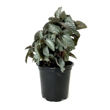 Load image into Gallery viewer, Pilea, 4in, Ellen - Floral Acres Greenhouse & Garden Centre