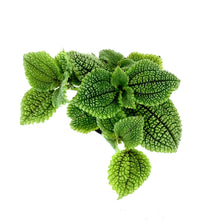 Load image into Gallery viewer, Pilea, 4in, Moon Valley - Floral Acres Greenhouse & Garden Centre