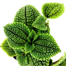 Load image into Gallery viewer, Pilea, 4in, Moon Valley - Floral Acres Greenhouse & Garden Centre
