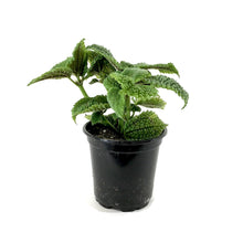 Load image into Gallery viewer, Pilea, 4in, Moon Valley - Floral Acres Greenhouse & Garden Centre