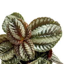 Load image into Gallery viewer, Pilea, 4in, Norfolk - Floral Acres Greenhouse & Garden Centre