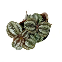 Load image into Gallery viewer, Pilea, 4in, Norfolk - Floral Acres Greenhouse & Garden Centre