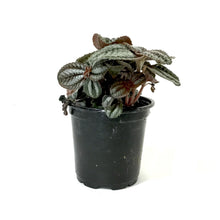 Load image into Gallery viewer, Pilea, 4in, Norfolk - Floral Acres Greenhouse & Garden Centre