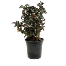 Load image into Gallery viewer, Pilea, 4in, Spruceana Silver Tree
