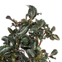 Load image into Gallery viewer, Pilea, 4in, Spruceana Silver Tree