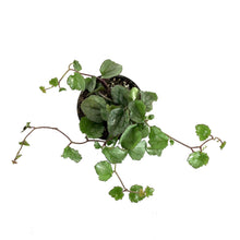 Load image into Gallery viewer, Senecio, 4in, Mikanioides - Floral Acres Greenhouse & Garden Centre
