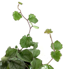 Load image into Gallery viewer, Senecio, 4in, Mikanioides - Floral Acres Greenhouse & Garden Centre