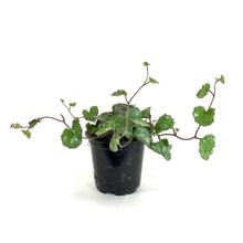 Load image into Gallery viewer, Senecio, 4in, Mikanioides - Floral Acres Greenhouse & Garden Centre