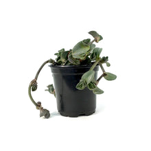 Load image into Gallery viewer, Tradescantia, 4in, Navicularis
