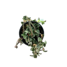 Load image into Gallery viewer, Tradescantia, 4in, Navicularis
