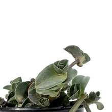 Load image into Gallery viewer, Tradescantia, 4in, Navicularis