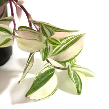 Load image into Gallery viewer, Tradescantia, 4in, Rainbow - Floral Acres Greenhouse & Garden Centre