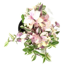 Load image into Gallery viewer, Tradescantia, 4in, Rainbow - Floral Acres Greenhouse & Garden Centre