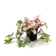 Load image into Gallery viewer, Tradescantia, 4in, Rainbow - Floral Acres Greenhouse & Garden Centre