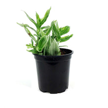 Load image into Gallery viewer, Tradescantia, 4in, White