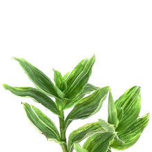 Load image into Gallery viewer, Tradescantia, 4in, White