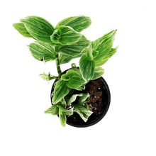 Load image into Gallery viewer, Tradescantia, 4in, White