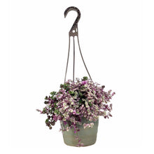 Load image into Gallery viewer, Callisia, 6.5in Hanging Basket, Pink Lady - Floral Acres Greenhouse & Garden Centre