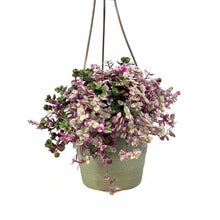Load image into Gallery viewer, Callisia, 6.5in Hanging Basket, Pink Lady - Floral Acres Greenhouse & Garden Centre