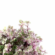 Load image into Gallery viewer, Callisia, 6.5in Hanging Basket, Pink Lady - Floral Acres Greenhouse & Garden Centre