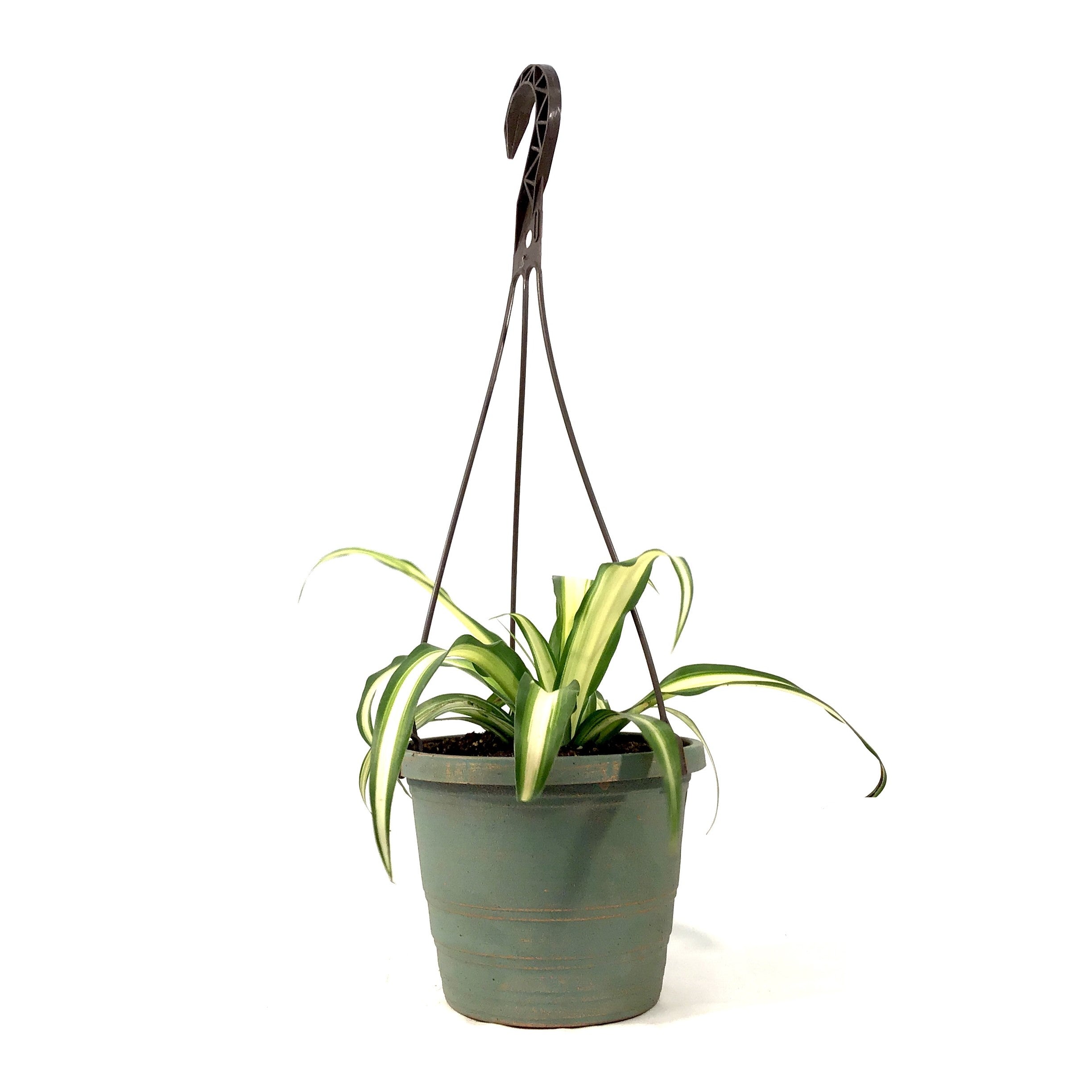 spider plant 6.5in hb Spider Plant, 6.5in HB, Atlantic – Floral Acres Greenhouse & Garden Centre