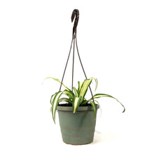 Load image into Gallery viewer, Spider Plant, 6.5in HB, Atlantic - Floral Acres Greenhouse & Garden Centre