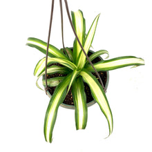Load image into Gallery viewer, Spider Plant, 6.5in HB, Atlantic - Floral Acres Greenhouse & Garden Centre