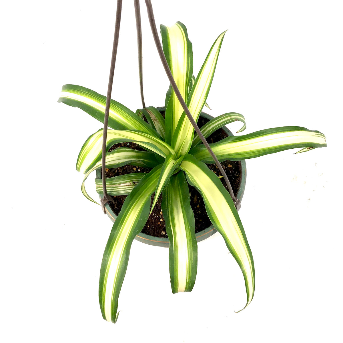 spider plant 6.5in hb Spider Plant, 6.5in HB, Atlantic – Floral Acres Greenhouse & Garden Centre