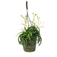 Load image into Gallery viewer, Spider Plant, 6.5in HB, Curly Bonnie
