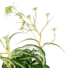 Load image into Gallery viewer, Spider Plant, 6.5in HB, Curly Bonnie