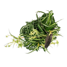 Load image into Gallery viewer, Spider Plant, 6.5in HB, Curly Bonnie