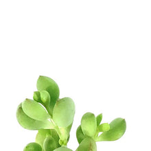 Load image into Gallery viewer, Cliff Cotyledon, 6.5in Hanging Basket