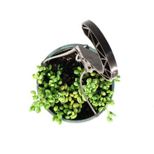 Load image into Gallery viewer, Cliff Cotyledon, 6.5in Hanging Basket