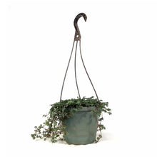 Load image into Gallery viewer, Pilea, 6.5in Hanging Basket, Aquamarine - Floral Acres Greenhouse & Garden Centre