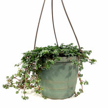 Load image into Gallery viewer, Pilea, 6.5in Hanging Basket, Aquamarine - Floral Acres Greenhouse & Garden Centre