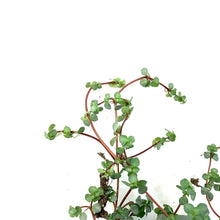 Load image into Gallery viewer, Pilea, 6.5in Hanging Basket, Aquamarine - Floral Acres Greenhouse & Garden Centre