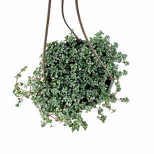 Load image into Gallery viewer, Pilea, 6.5in Hanging Basket, Aquamarine - Floral Acres Greenhouse & Garden Centre