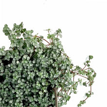 Load image into Gallery viewer, Pilea, 6.5in Hanging Basket, Aquamarine - Floral Acres Greenhouse & Garden Centre