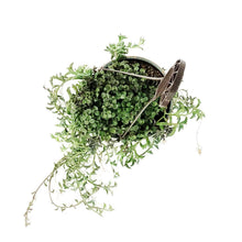 Load image into Gallery viewer, String of Dolphins, 6.5in HB, Senecio Peregrinus