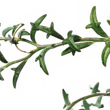Load image into Gallery viewer, String of Dolphins, 6.5in HB, Senecio Peregrinus
