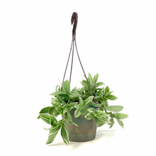 Load image into Gallery viewer, Tradescantia, 6.5in Hanging Basket, White