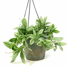 Load image into Gallery viewer, Tradescantia, 6.5in Hanging Basket, White