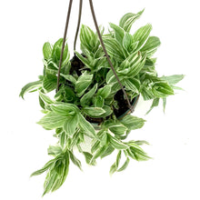 Load image into Gallery viewer, Tradescantia, 6.5in Hanging Basket, White