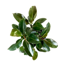 Load image into Gallery viewer, Ficus, 10in, Elastica Melany Standard
