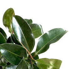 Load image into Gallery viewer, Ficus, 10in, Elastica Melany Standard