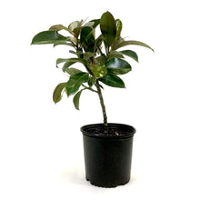 Load image into Gallery viewer, Ficus, 10in, Elastica Melany Standard